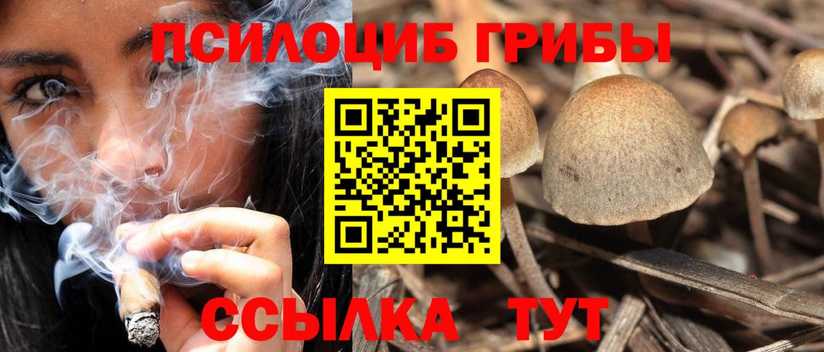 Псилоцибиновые грибы мицелий  Вход с VPN  Кировск  Псилоцибиновые грибы Cubensis 